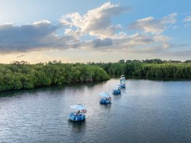 A picturesque view of multiple pontoon boats navigating through a serene mangrove setting, perfect for group outings and nature exploration.