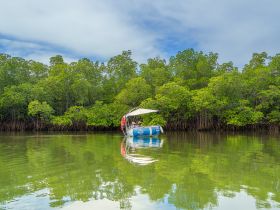 A serene moment on a boat surrounded by lush mangroves, perfect for exploring nature and enjoying tranquil waterways.
