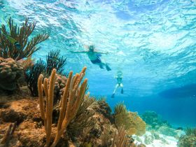 Two children snorkel among vibrant coral and tropical fish in crystal-clear waters, showcasing the beauty of underwater exploration.
