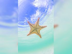 A stunning underwater shot of a starfish gracefully floating in crystal-clear waters, showcasing the beauty of marine life.