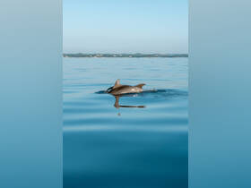 A dolphin gracefully swims through calm waters, showcasing the beauty of marine wildlife in its natural habitat.