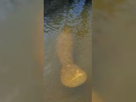 A serene underwater view of a manatee gliding through the water, showcasing the beauty of marine wildlife in their natural habitat.