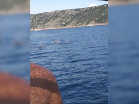 Dolphins swim gracefully in the clear waters, showcasing a beautiful wildlife encounter during a boat trip — a must-see for marine life enthusiasts.