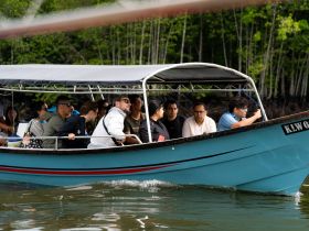 A lively group enjoys a boat tour through mangroves, capturing the essence of adventure and exploration on the water.