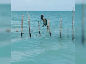 A pelican perches on a makeshift fence in the turquoise waters, showcasing the beauty of wildlife in a serene marine environment.
