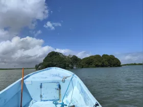 A serene view from the front of a blue boat navigating through mangrove waters under a bright sky, perfect for exploring nature.