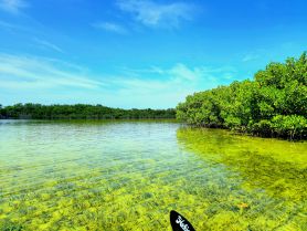 A serene view of clear waters reflecting the vibrant mangroves, showcasing the natural beauty of the coastline — perfect for eco-tours and kayaking adventures.