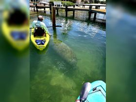 A kayaker encounters a manatee while paddling in clear waters, showcasing a unique human-animal interaction in a serene aquatic environment.
