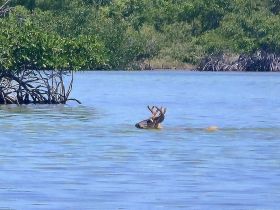A deer swims through shallow waters, showcasing the unique wildlife interactions found in coastal mangrove environments.
