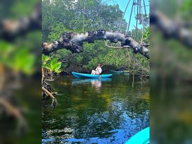A kayaker enjoys a serene adventure through mangrove waters, surrounded by lush greenery — perfect for nature lovers and outdoor enthusiasts.