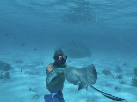 A diver interacts with a stingray underwater, showcasing a unique wildlife encounter in a vibrant marine environment.