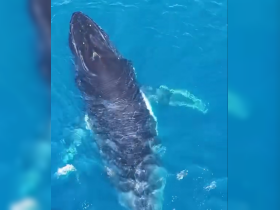 A stunning close-up of a whale swimming gracefully in crystal-clear waters, showcasing the beauty of marine wildlife.