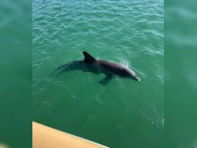 A dolphin gracefully swims through clear turquoise waters, showcasing the beauty of marine wildlife encounters.