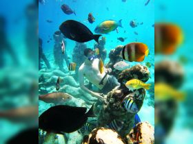 A snorkeler interacts with vibrant tropical fish in a stunning underwater scene, showcasing the rich marine life and coral formations.
