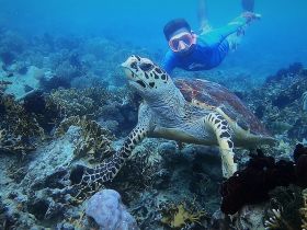 A snorkeler interacts with a majestic sea turtle underwater, showcasing the beauty of marine wildlife in its natural habitat.