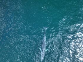 A stunning aerial view of a whale swimming gracefully in the clear blue waters, showcasing the beauty of marine wildlife.