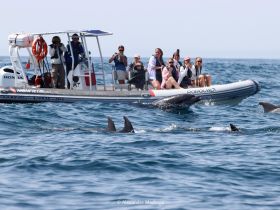 A group of excited guests on a boat observe dolphins swimming nearby, capturing the moment on camera — a thrilling wildlife experience in the ocean.