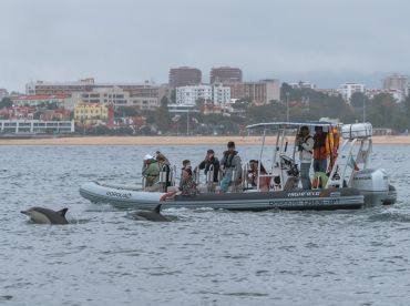 Lisbon Dolphins – Dolphin Watching in Lisbon