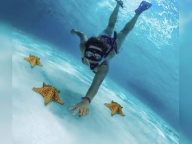 A snorkeler reaches out to touch vibrant starfish while exploring the underwater world — a captivating wildlife encounter in crystal-clear waters.