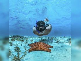 A snorkeler explores the underwater world, coming face-to-face with a vibrant starfish on the sandy ocean floor — a captivating wildlife encounter in a tropical paradise.