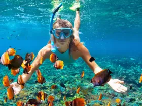 A snorkeler interacts with vibrant tropical fish in crystal-clear waters, showcasing the beauty of underwater wildlife and snorkeling adventures.