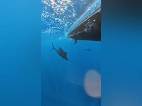 An underwater view showcasing a fish swimming beneath a boat, highlighting the vibrant marine life in clear blue waters.