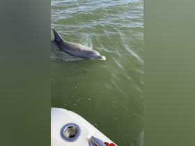 A playful dolphin swims gracefully in the water, showcasing the beauty of marine wildlife — a captivating moment for nature lovers and boaters alike.
