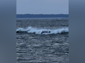 A stunning capture of a dolphin leaping through the waves, showcasing the beauty of marine wildlife in its natural habitat.