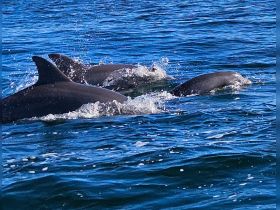 A captivating close-up of dolphins swimming in clear blue waters, showcasing the beauty of marine wildlife in their natural habitat.