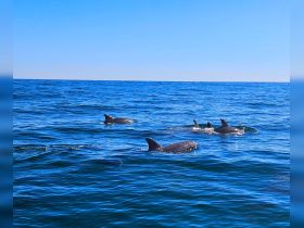 A pod of dolphins gracefully swims through the clear blue waters, showcasing the beauty of marine wildlife in their natural habitat.