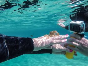 A close-up underwater shot of an octopus being held by a snorkeler, capturing a unique wildlife encounter in crystal-clear waters.