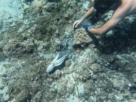 An underwater scene captures a diver interacting with an octopus, showcasing the vibrant marine life and the thrill of snorkeling adventures.