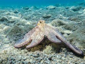 A stunning close-up of an octopus resting on the ocean floor, showcasing its intricate textures and colors — a captivating glimpse into marine wildlife.