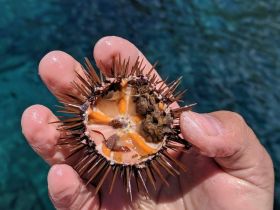 A close-up of a sea urchin held in a hand, showcasing the intricate details of its spines and interior — a fascinating marine encounter while exploring underwater life.