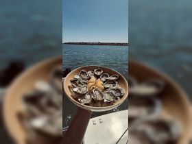 A beautifully arranged platter of fresh oysters with lemon, perfect for enjoying a gourmet meal on the water. Ideal for catering on boat trips.