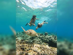 Two snorkelers interact with a sea turtle while exploring vibrant underwater reefs — a captivating wildlife experience in crystal-clear waters.