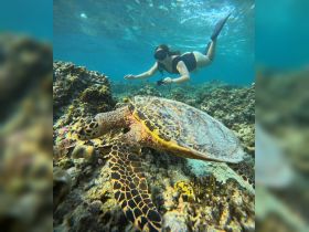 A snorkeler interacts with a majestic sea turtle while exploring vibrant coral reefs — a breathtaking wildlife encounter in the ocean.