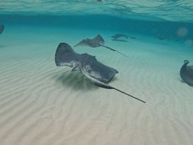 A captivating underwater scene featuring stingrays gliding gracefully over the sandy ocean floor, showcasing the beauty of marine wildlife.