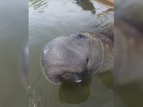 A close-up view of a manatee's snout as it surfaces in calm waters, showcasing the gentle nature of these fascinating marine mammals.