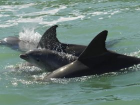 A captivating close-up of dolphins swimming in clear waters, showcasing their playful nature and beauty in the wild.