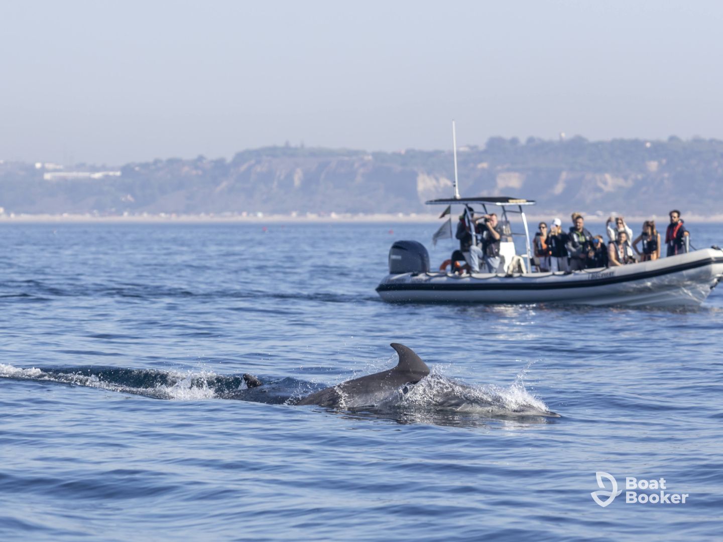 Dolphin Watching with a Marine Biologist