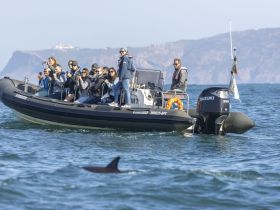 A group of excited guests on a boat captures the moment as dolphins swim nearby, showcasing the thrill of wildlife watching on the water.