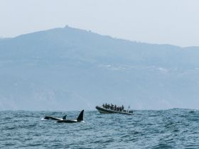 A thrilling encounter with orcas swimming near a boat full of excited passengers, showcasing the beauty of marine wildlife in their natural habitat.
