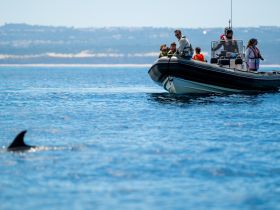 A family enjoys a thrilling encounter with dolphins while aboard a boat, capturing the excitement of wildlife watching in the open sea.