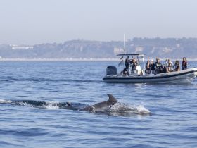 A group of people on a boat observe dolphins swimming nearby, showcasing a thrilling wildlife encounter in the ocean.