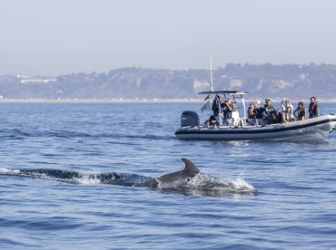 Dolphin Watching with a Marine Biologist