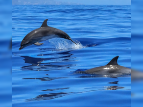 A stunning capture of dolphins jumping out of the water, showcasing their playful nature in the open sea — a perfect moment for wildlife enthusiasts.