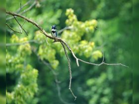 A striking close-up of a kingfisher perched on a branch, showcasing its vibrant plumage against a lush green backdrop — a perfect capture for birdwatching enthusiasts.