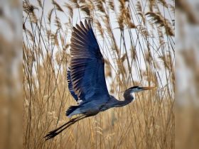 A majestic heron in flight, showcasing its stunning wingspan against a backdrop of tall grasses — a beautiful moment in nature.