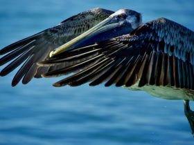 A stunning close-up of a pelican in flight over the water, showcasing its impressive wingspan and vibrant colors — a perfect capture for wildlife enthusiasts.